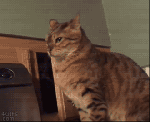 Animated cat watching a computer screen